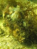Coll NL 079